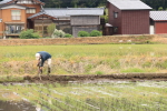 コシヒカリの田植え