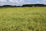 「直播き田植え」のコシヒカリ