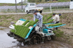 新潟次郎の田植え