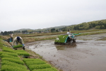 新潟次郎の田植え