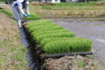 コシヒカリの田植え