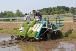 コシヒカリの田植え