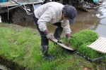 コシヒカリの田植え