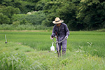 畦の草刈り