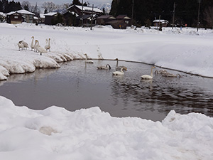 楢山のクワイ田んぼに来てくれた白鳥