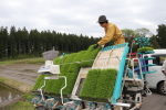 ちほみのりの田植え