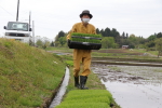 ちほみのりの田植え