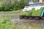 新潟次郎の田植え