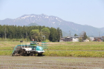 こしいぶきの田植え