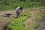 コシヒカリの田植え