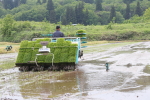 コシヒカリの田植え