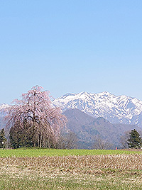 『楢山の一本桜』と粟ケ岳