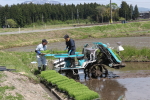 新潟次郎の田植え