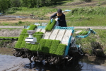 新潟次郎の田植え