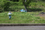 新潟次郎の田植え