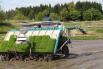 新潟次郎の田植え