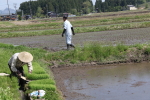 新潟次郎の田植え