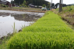 新潟次郎の田植え