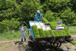 コシヒカリの田植え