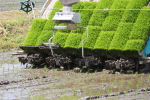 コシヒカリの田植え