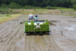 コシヒカリの田植え