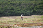 コシヒカリの田植え