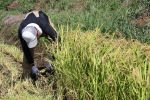 早稲品種の「こしいぶき」の稲刈り