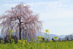 楢山の一本桜