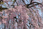 楢山の一本桜