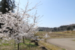 ならやまの桜