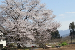 ならやまの桜