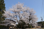 ならやまの桜