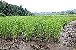 山手のコシヒカリ
