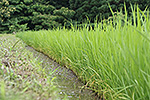 山手のコシヒカリ