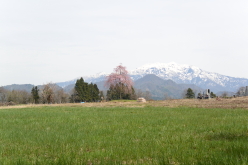 楢山一本桜