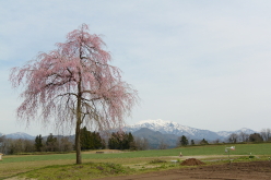 楢山一本桜