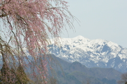 楢山一本桜