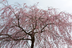 楢山一本桜