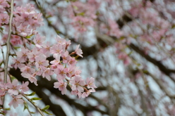 楢山一本桜