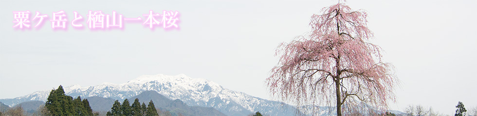 粟ケ岳と楢山一本桜