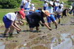 笹岡小学校の子供たちが当法人の田んぼで田植え体験