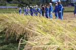 笹岡小学校の子供たちが稲刈り・はざ掛け