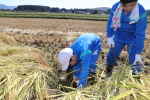 笹岡小学校の子供たちが稲刈り・はざ掛け