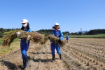 笹岡小学校の子供たちが稲刈り・はざ掛け