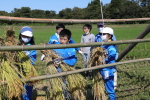 笹岡小学校の子供たちが稲刈り・はざ掛け