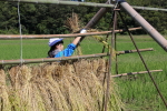 笹岡小学校の子供たちが稲刈り・はざ掛け