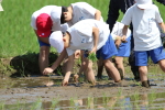 笹岡小学校の子供たちが当法人の田んぼで田植え