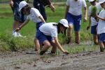 笹岡小学校の子供たちが当法人の田んぼで田植え