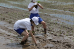 笹岡小学校の子供たちが当法人の田んぼで田植え