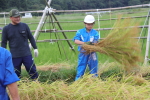 笹岡小学校の子供たちが稲を手刈り＆はざ掛け